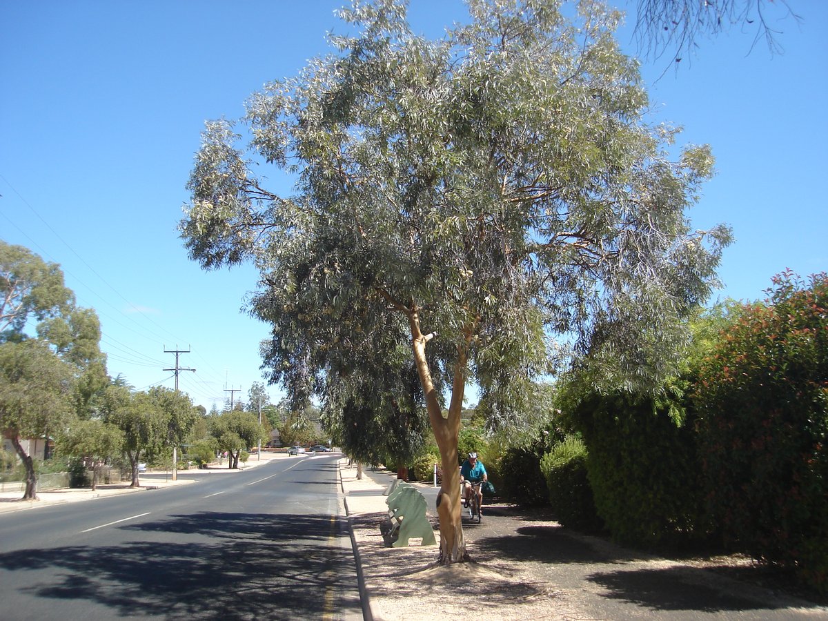 Eucalyptus campaspe Berri